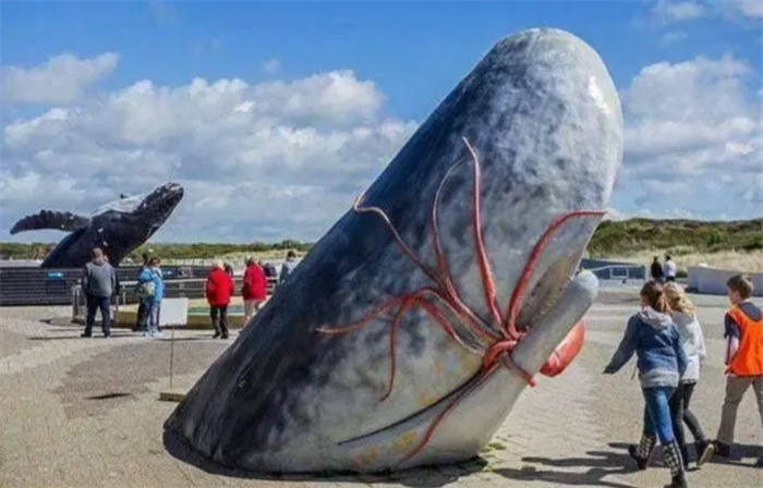 作为现存最大的齿鲸 抹香鲸为何要跟大王乌贼过不去