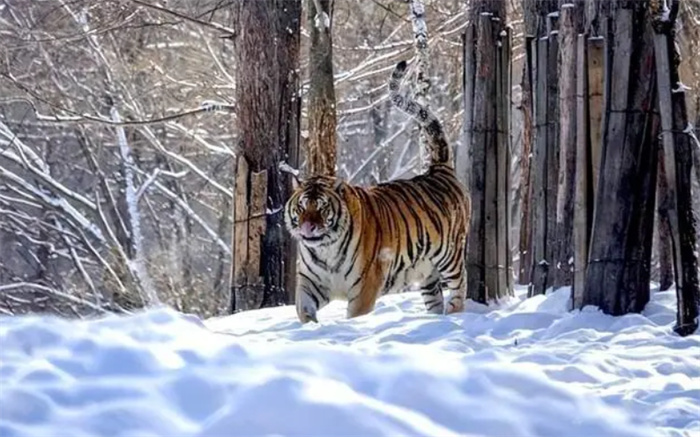 作为食物链最顶端的动物 西伯利亚虎为何在西伯利亚却偏安一隅