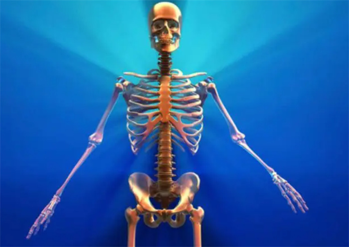 人体共有206块骨头 为什么亚洲人少了两块
