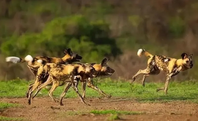 作为陆地上捕猎成功率最高的食肉动物，为何非洲野犬经常饿肚子？