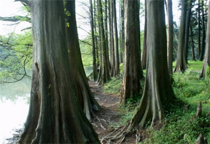 世界上长得最快的树 一年能长5m左右（树木生长）