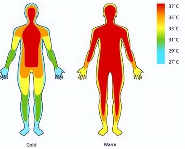 一个人的寿命 居然和自己的身体温度有关（寿命长短）
