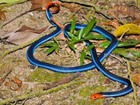 东南亚最神秘莫测的毒蛇十分致命