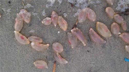 这些粉红怪蛋是外星人留下的生物吗?