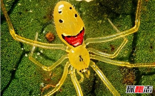 世界上最罕见的笑脸蜘蛛，每张笑脸都是独一无二的(奇葩)