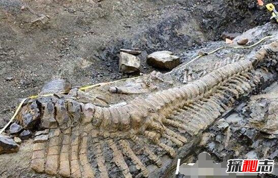 青海湖海底惊现12米巨型真龙？关于龙的传说（都是谣言）