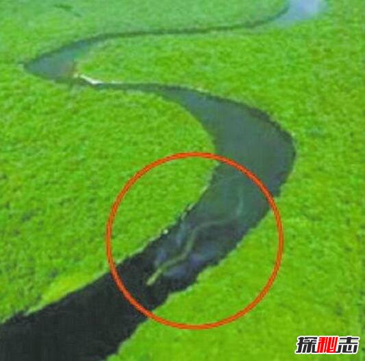 马来西亚神秘巨蛇nabau 长30米有七个鼻孔的虚假蛟龙（ps）