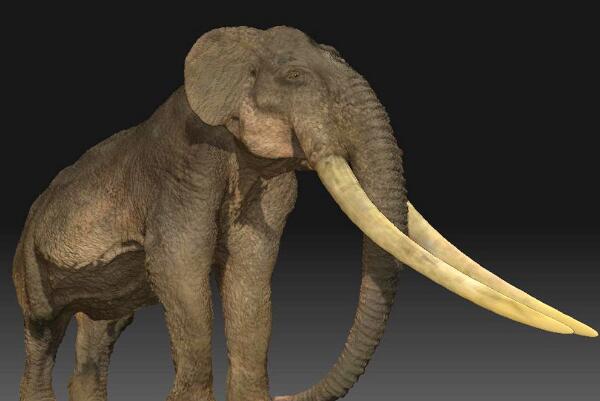 大象的祖先剑棱齿象，出现于1000多万年前（牙长达3-4米）