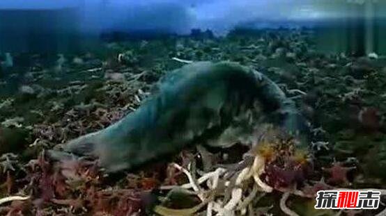 南极巨虫疯狂吞食巨型海豹，体长3米的古老深海巨怪