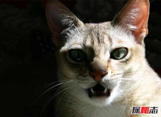 世界上最小的猫种，是新加坡猫不是茶杯猫(仅四个苹果重)