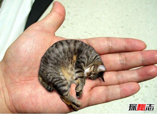 世界上最小的猫皮堡斯，只有3个鸡蛋大(基因突变长不大)