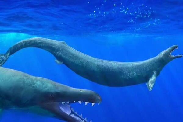 龙王鲸有多长，龙王鲸的天敌是谁（体长18米怕鼠白鲨）