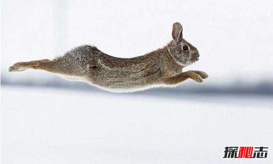 世界上最快的兔子，欧洲野兔极速能达到每秒20米