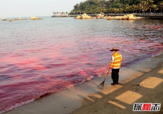 海洋赤潮之谜，大海被漂染成五颜六色/微生物导致随机变色