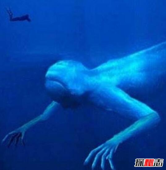 南极怪物ningen真相，实则日本科学家秘密制造的新物种