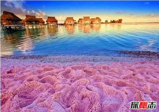 世界上最性感海滩，粉色沙滩美的一塌糊涂(少女心炸裂)