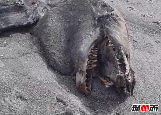 新西兰海滩惊现神秘海怪尸体，未灭绝的大型怪兽(超恐怖)
