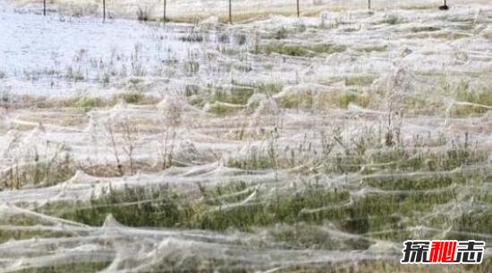 澳大利亚小镇惊现蜘蛛雨，千万蜘蛛从天而降(头皮发麻)