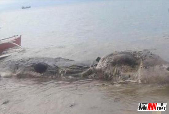 菲律宾海滩现神秘腐烂尸体，身长堪比战斗机/疑似大型怪兽