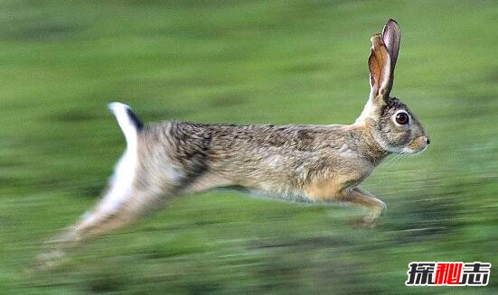 世界上最快的兔子