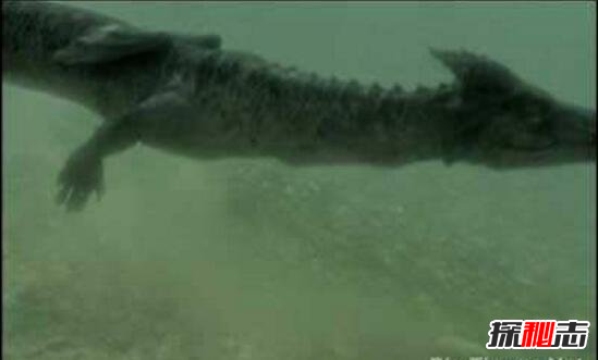 海底惊现12米巨型真龙