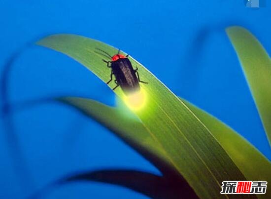 科学揭秘生物发光之谜，萤火虫为求偶而发光(化学反应)