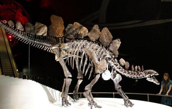 剑龙：北美洲大型食草恐龙（长9米/侏罗纪中数量最多）