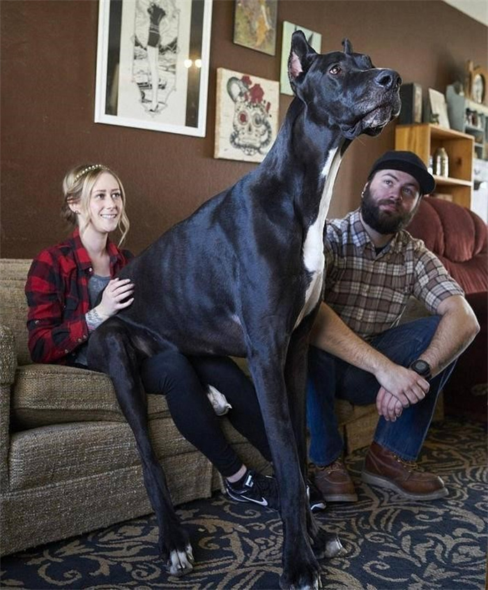 最大的犬是什么犬 它能打过最小的虎亚种吗