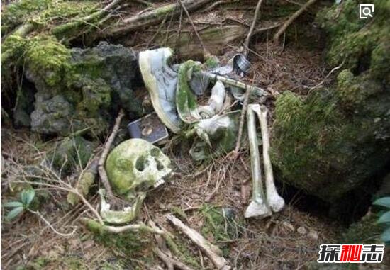 日本自杀森林之谜 上千人慕名前往自杀遍地尸骨/邪门至极