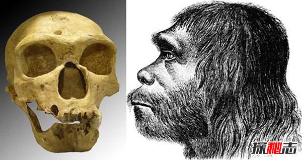 人类进化历程,古猿到人类的进化过程详解