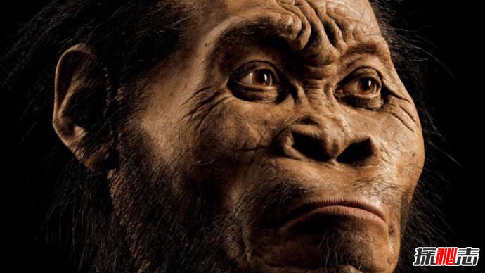 人类进化历程,古猿到人类的进化过程详解