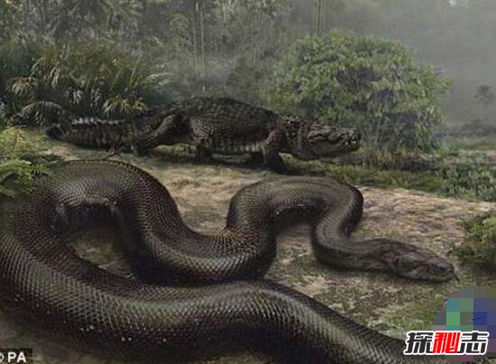 神秘巨蛇现身马来西亚，巨蛇长有龙头7个鼻孔(照片为ps)