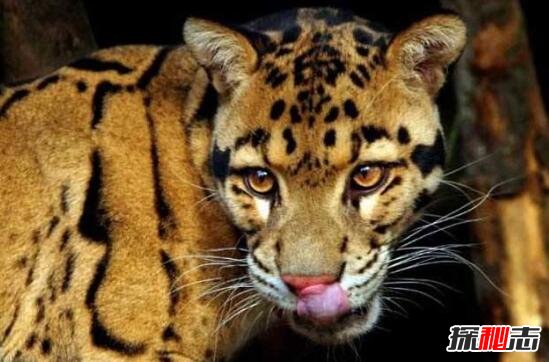台湾最大野生动物，台湾云豹被证实已灭绝(人类过度捕杀)