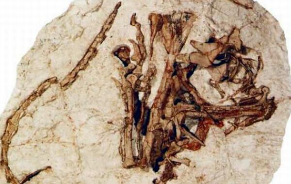 窦鼻龙：中国辽宁小型杂食性恐龙（长1米/1.3亿年前）