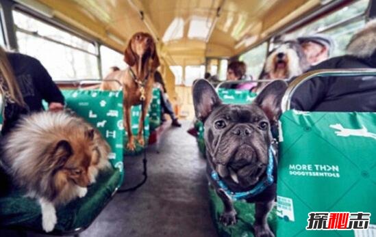 世界首辆狗狗观光巴士，英国K9号巴士(带上狗说走就走)