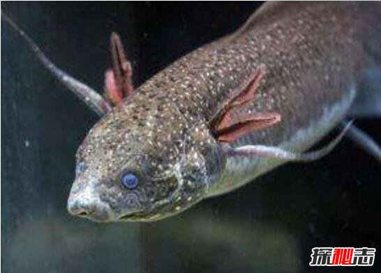 非洲杜兹肺鱼，没有水却存活了4年的不死鱼(非洲肺鱼)