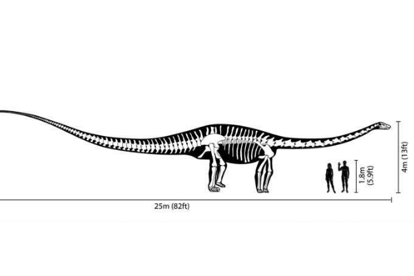 世界最长恐龙：梁龙 最长超过30米(光尾巴就长达14米)