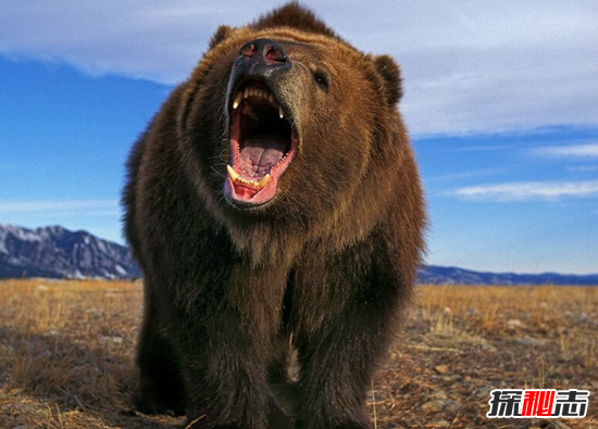世界上最大的熊，科迪亚克棕熊高达3米(重达2400斤)