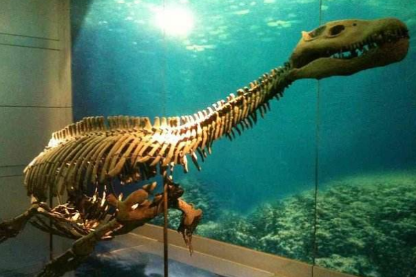 大型食草蜥脚恐龙：大安龙 体长5米(仅在四川发现化石)