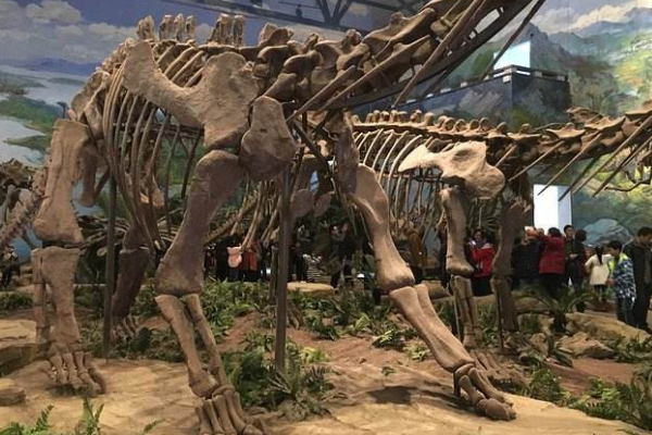 大型食草蜥脚恐龙：大安龙 体长5米(仅在四川发现化石)