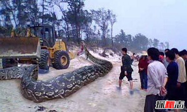 贵州挖出4吨大蛇,一口将小孩给吞进去(科学揭秘)
