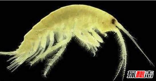 海底一万米有哪些生物？海底一万米恐怖生物图片曝光