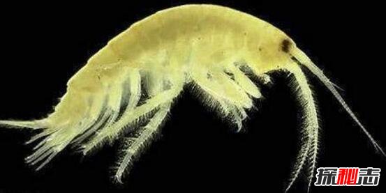 盘点十大深海未知巨型恐怖生物，海底神秘未知生物终曝光
