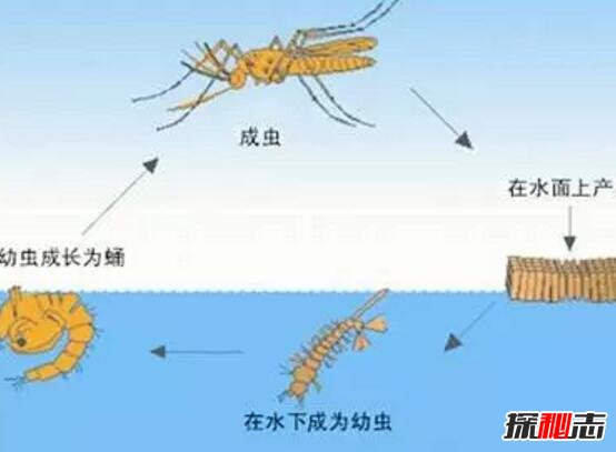 蚊子的寿命有多长，最多可以活四个月(3到7天是假的)