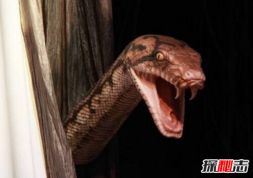 希腊毒蛇朝圣之谜，每年8月6日千万条蛇直奔教堂纪念圣母