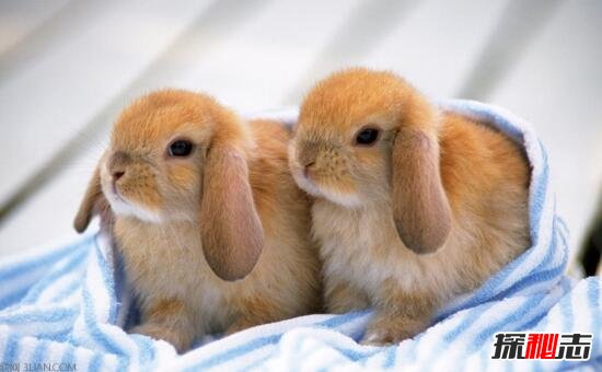最适合小朋友饲养的宠物兔，荷兰垂耳兔(超萌超可爱)