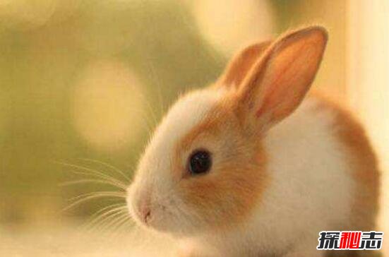兔中美人儿公主兔，最受女性欢迎的宠物兔(超萌图片)