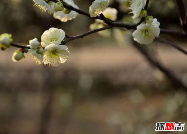 传说中的花有哪些?盘点上古八大奇花(附图片)