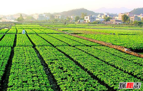 农业为什么这么重要?农业的十大地位和作用