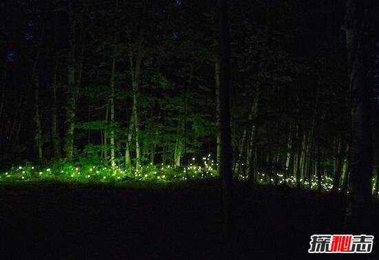 乌克兰发光森林之谜 大片森林发出耀眼强光(众说纷纭)